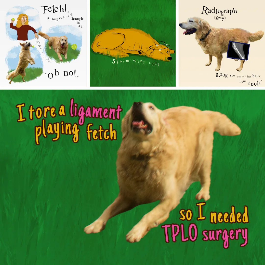 Join Belle on a guided adventure as she explores what happens when a dog needs TPLO surgery and discovers more about the amazing world of animal anatomy. Available for purchase on Amazon as “The Wagging Tales of Belle & Storm: TPLO Tuesday”.